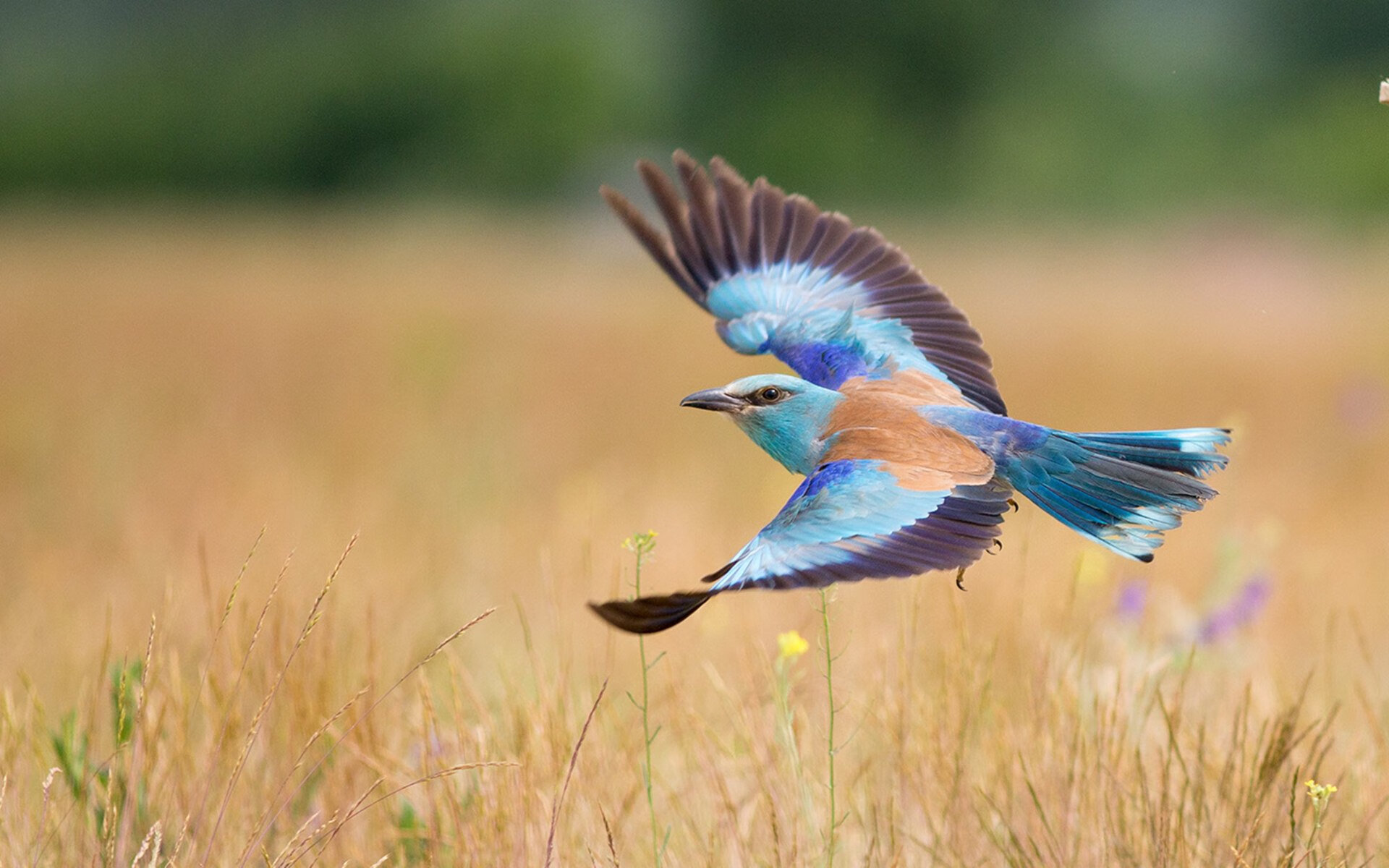 深圳领航队通过系统训练提升整体竞技状态,深圳领航员青年队