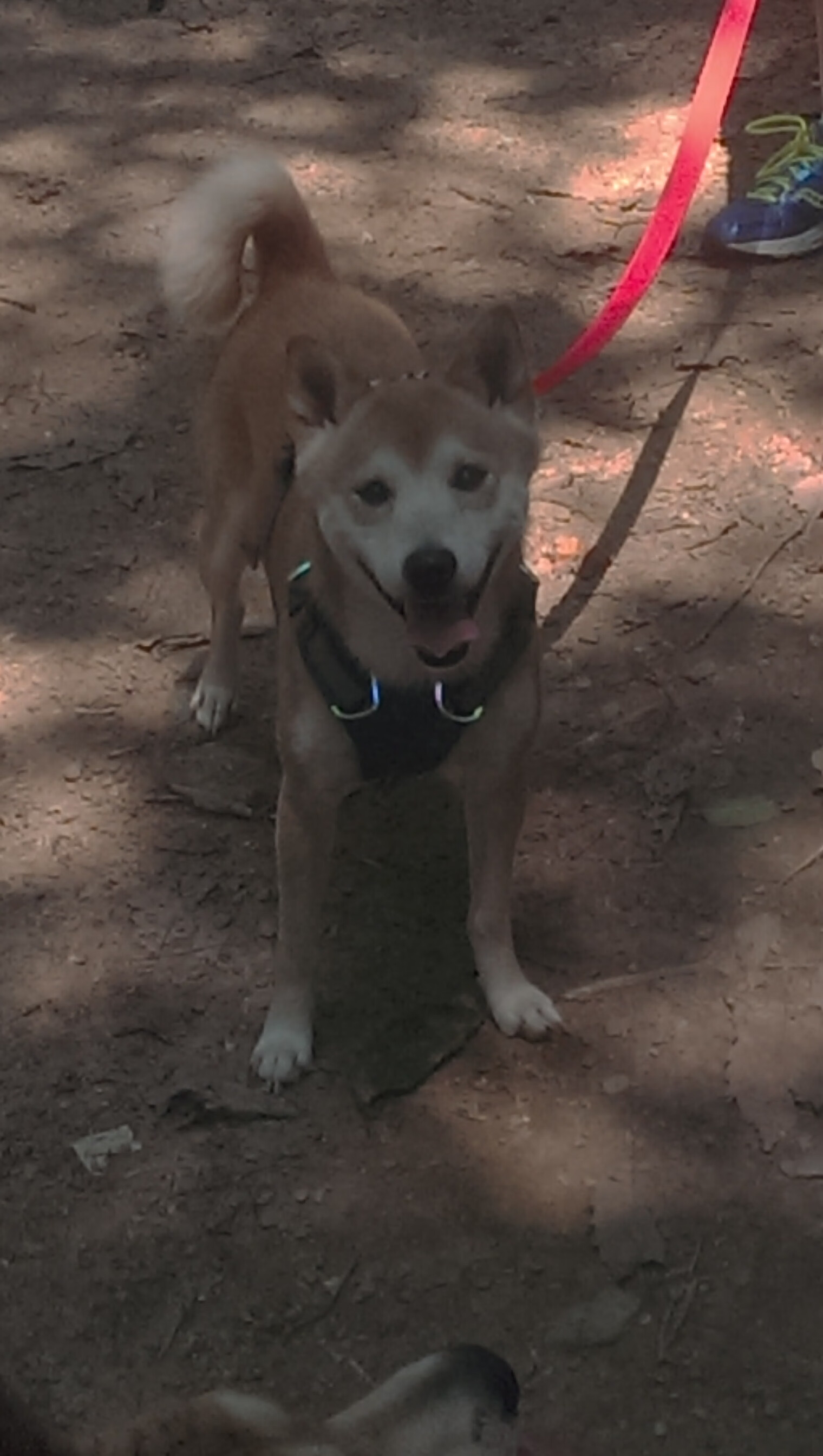 美女队接力战术精细合理，女子接力队