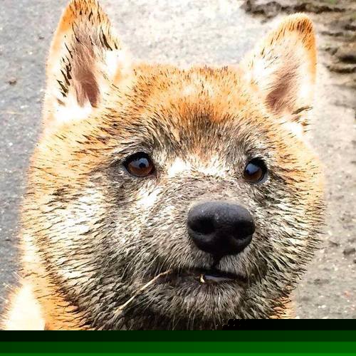 足球青训困局待解专家呼吁系统改革，足球青训是干什么的