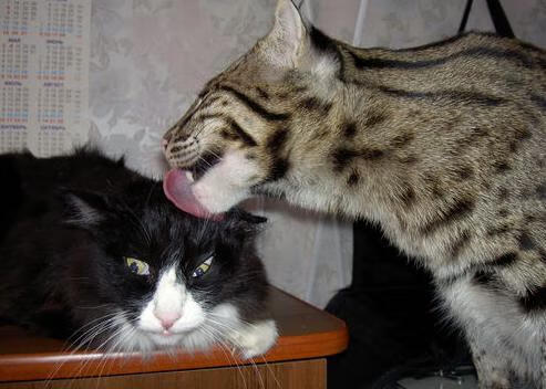 体育科技改变训练方式,体育科技改变训练方式的例子