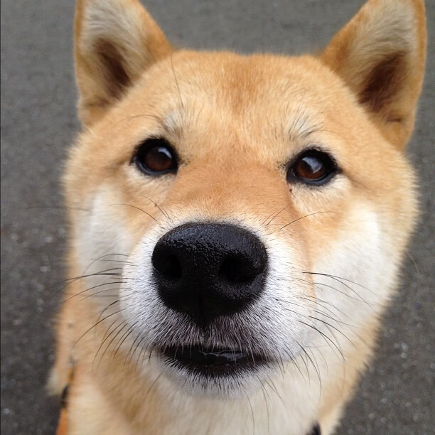 女子橄榄球职业化推动迅猛发展，女子橄榄球火爆程度