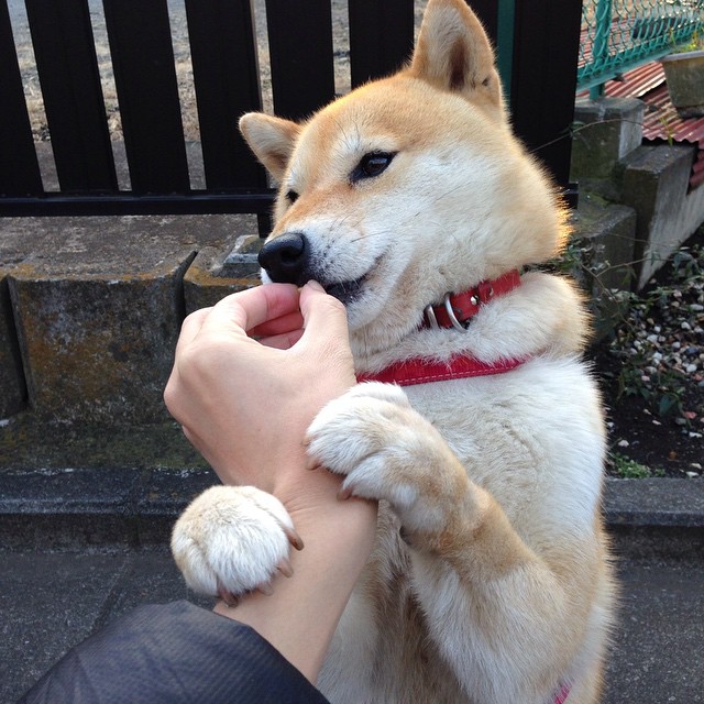 尼克斯加强挡拆配合创造外线空间,尼克斯强不强