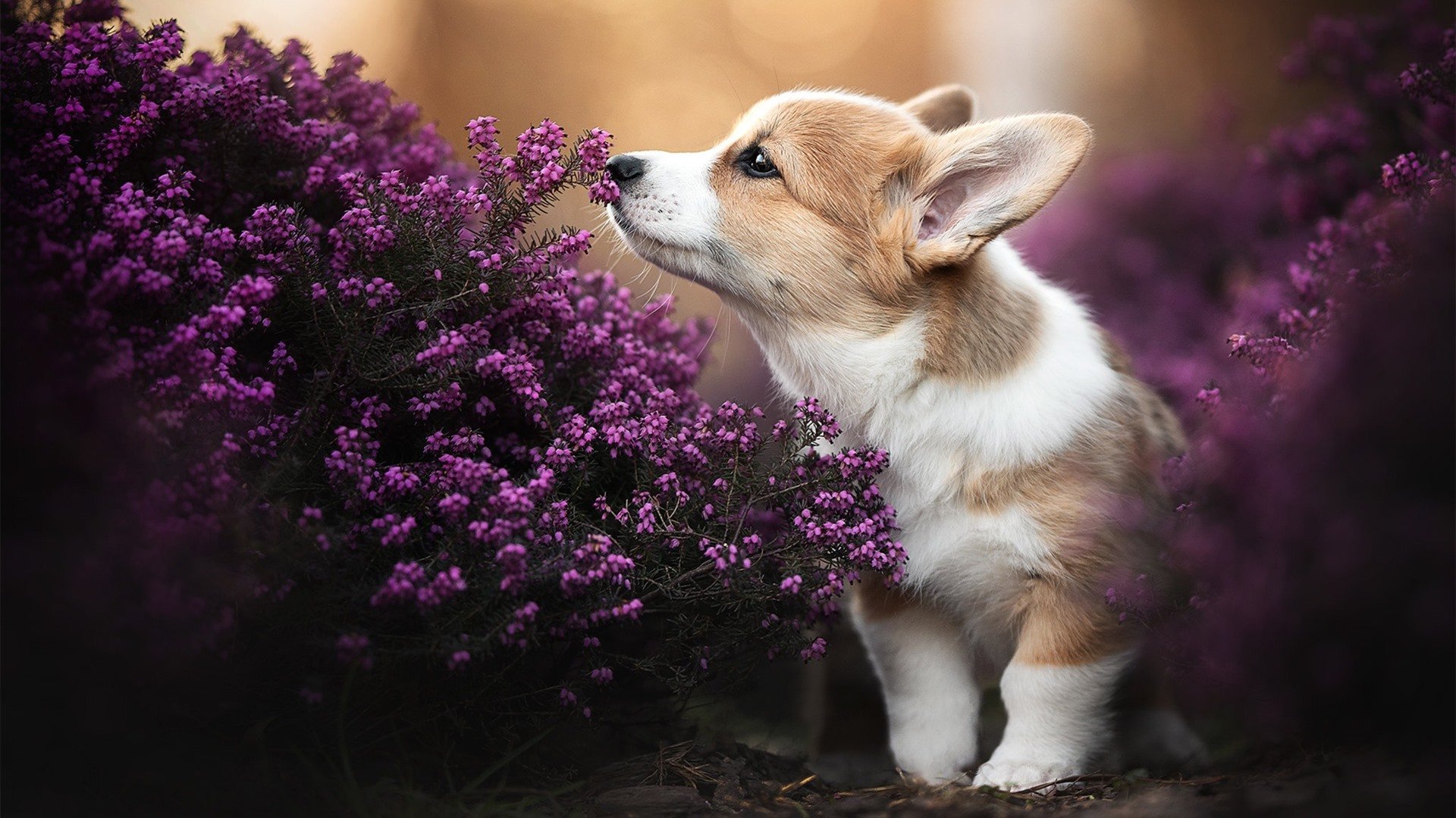 开云在线入口-希腊女篮在欧洲锦标赛中再夺金，传统豪门永远不可战胜，希腊u20女篮