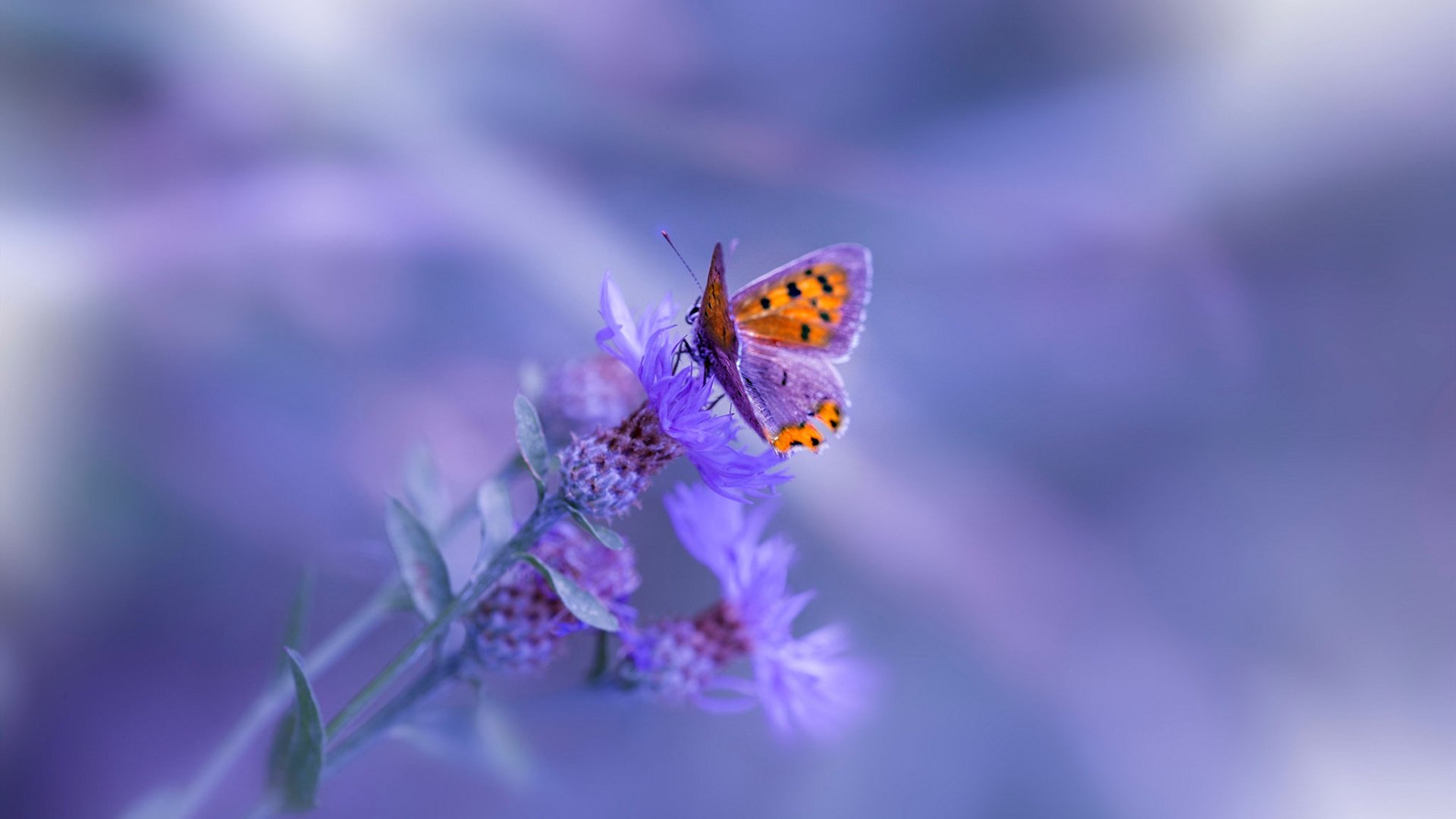 开云体育官网下载-意甲快攻突击：瞬间破门，激情澎湃！，意甲高能7秒