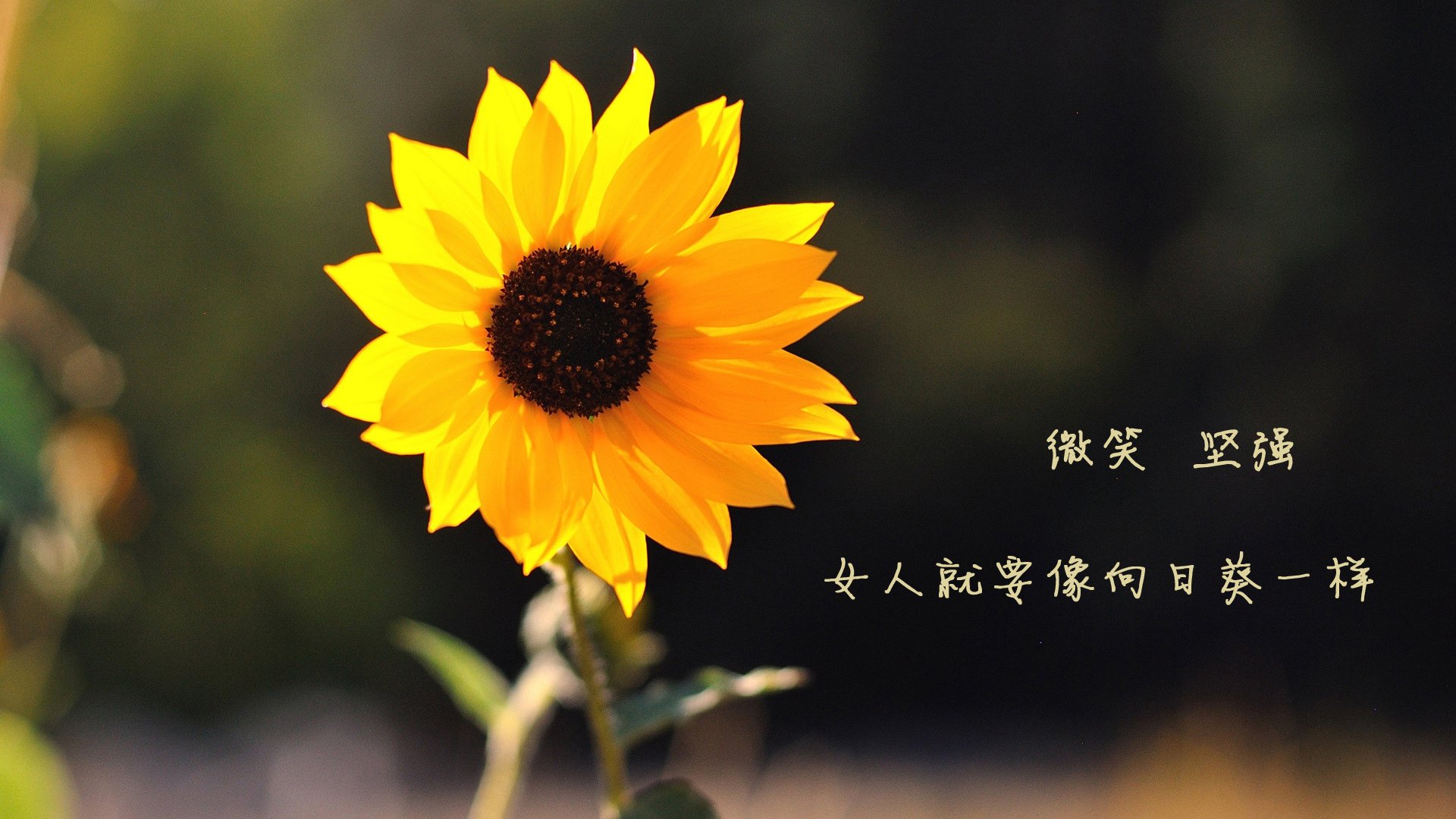 意甲快攻突击:瞬间破门,激情澎湃!,意甲高能7秒