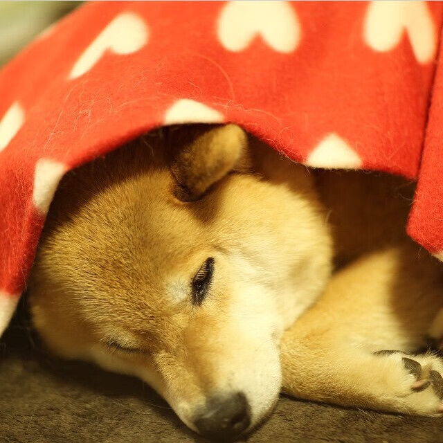 新闻中心发布全国群众健身活动月启动通知,关于开展全民健身活动的通知