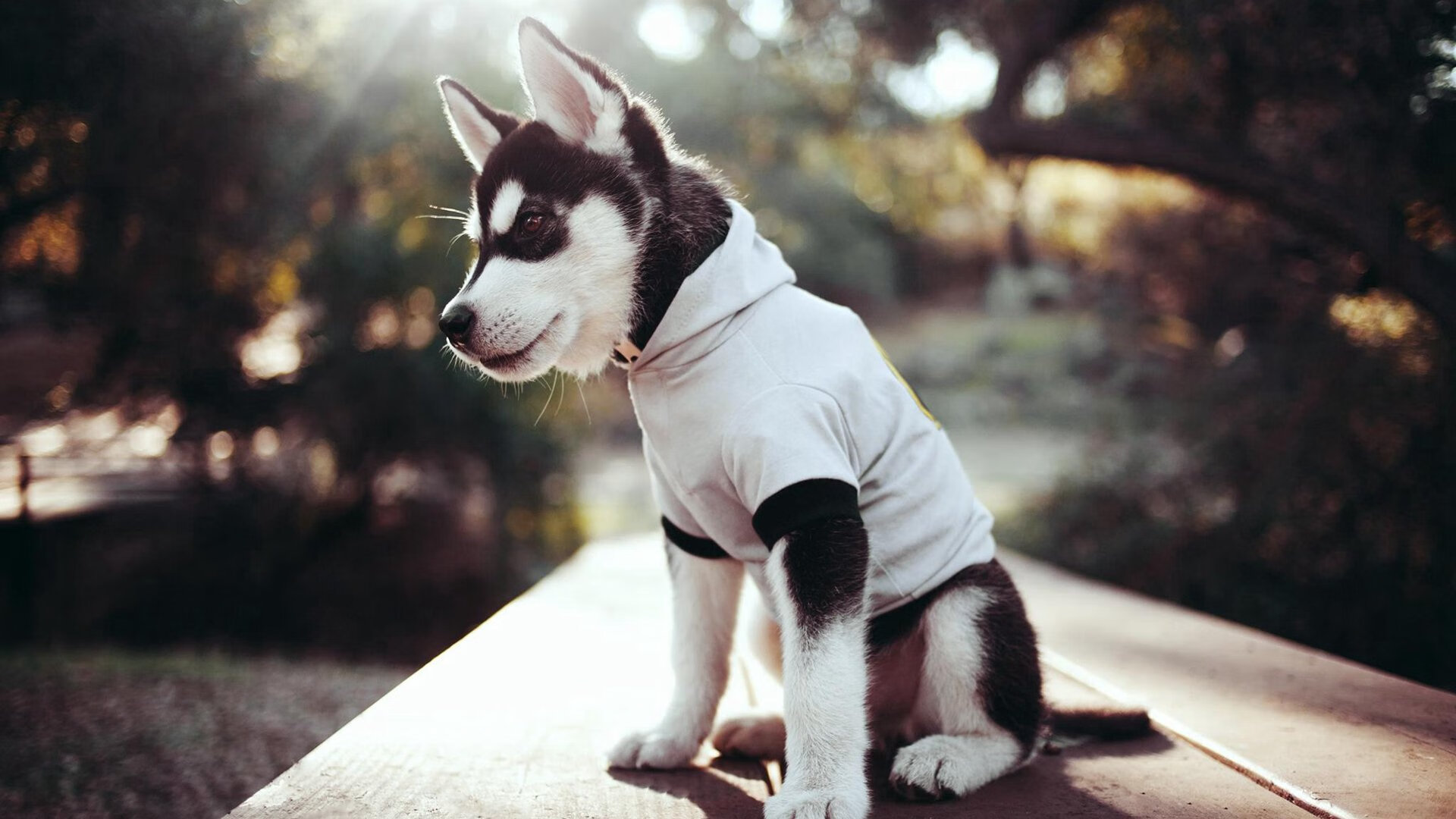 开云体育官网-欧洲杯决赛：战术套路中的精彩突破，欧洲杯决赛讲解