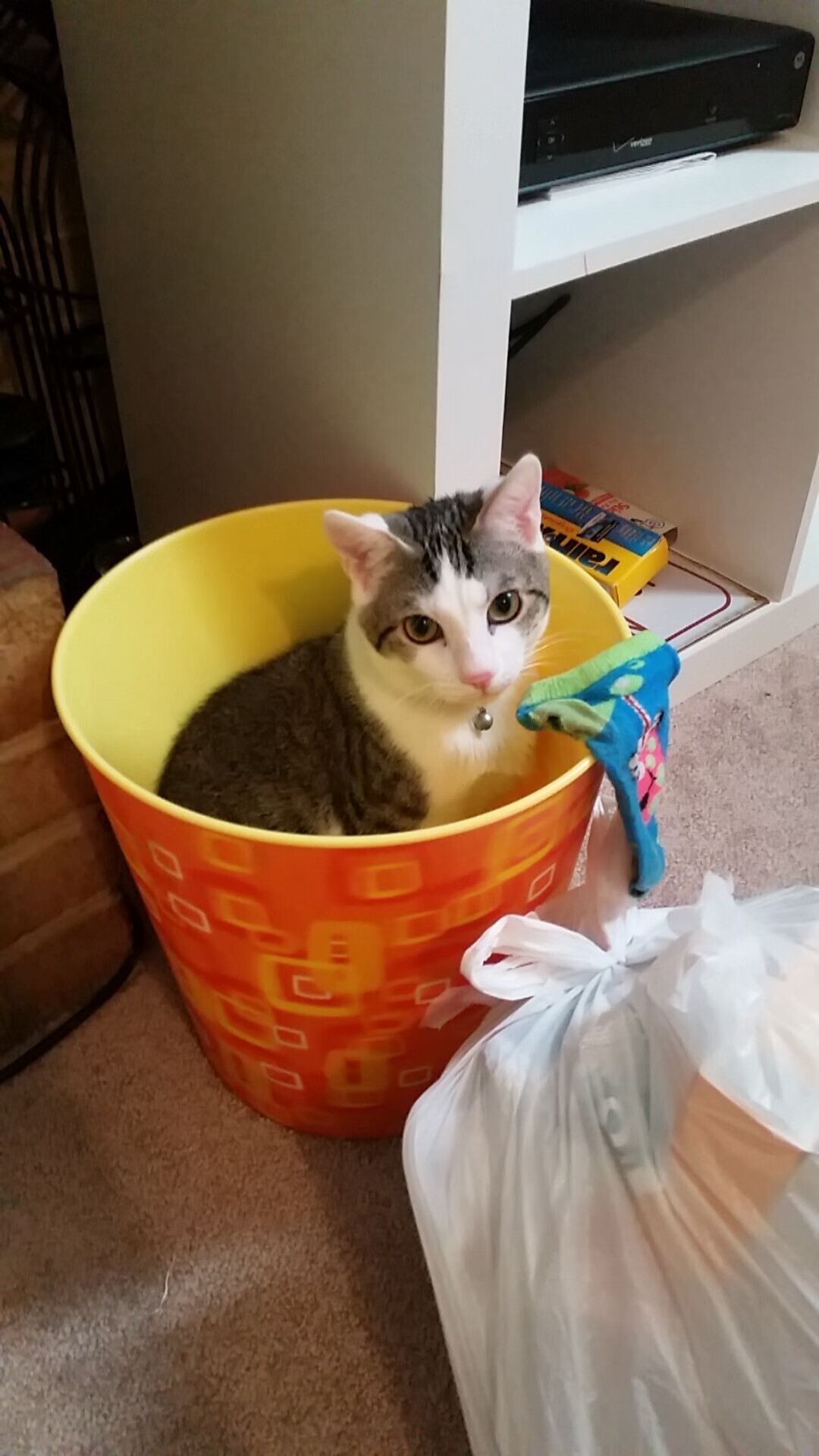 美国队冲线瞬间激发现场热情,美国队重新比赛