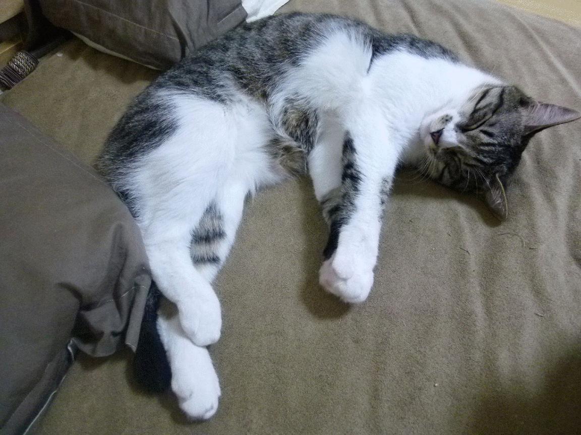 开云体育入口-里奇·麦考：从全黑队的基石到橄榄球历史的传奇，麦奇里湖