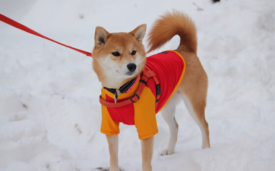 香港队努力冲击主力阵容，青年才俊崭露头角，香港队比赛